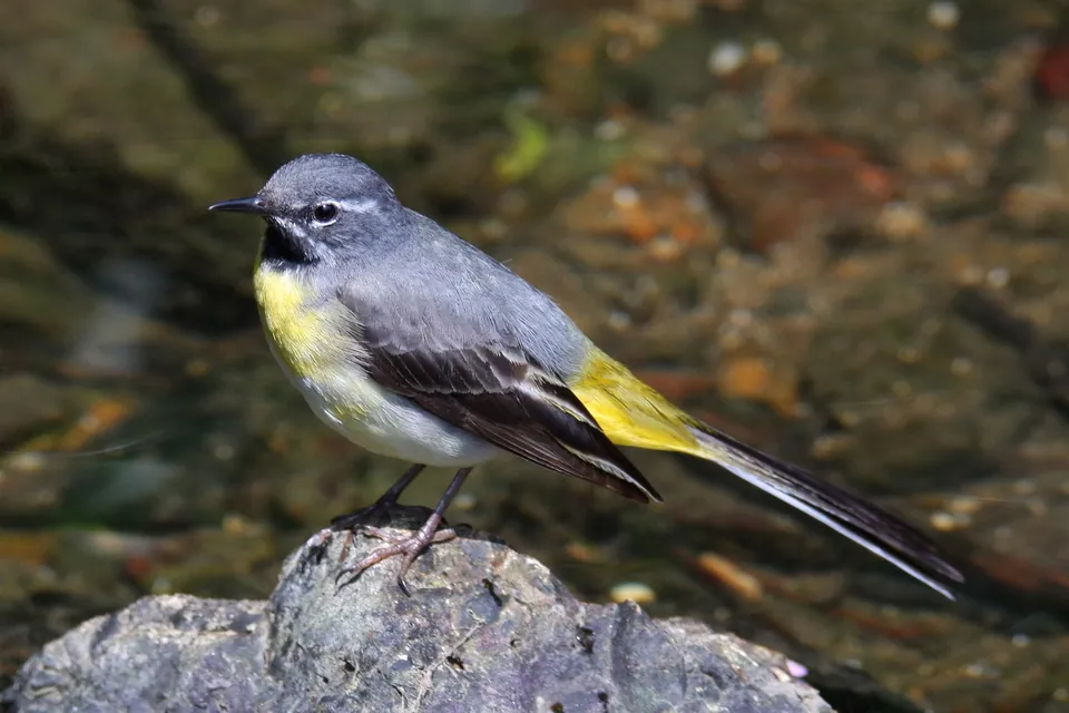 Gebirgsstelze (Motacilla cinerea) — Aufnahme 2 aufgenommen in Avenida Arterial 5-A, 61 - Conj. Paar, Ananindeua - PA, 67125-882, Brasil, mit Informationen zu Merkmalen und Verbreitung