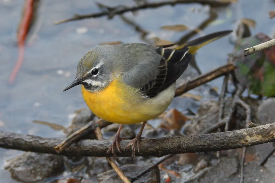 Gebirgsstelze (Motacilla cinerea) — Aufnahme 3 aufgenommen in California, US, mit Informationen zu Merkmalen und Verbreitung