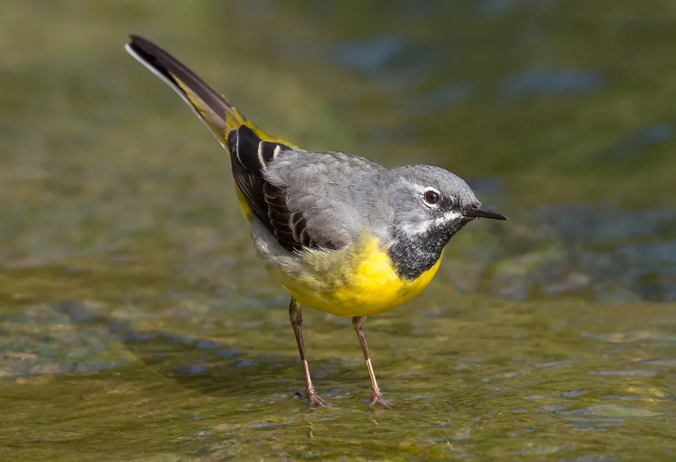 Gebirgsstelze (Motacilla cinerea) erkennen — Foto, Gesang und Steckbrief der Vogelart aufgenommen in Park City, UT, US