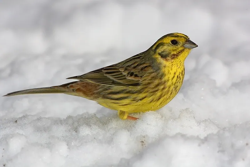 Goldammer (Emberiza citrinella) — Aufnahme 2 aufgenommen in Velddrif, Western Cape, ZA, mit Informationen zu Merkmalen und Verbreitung