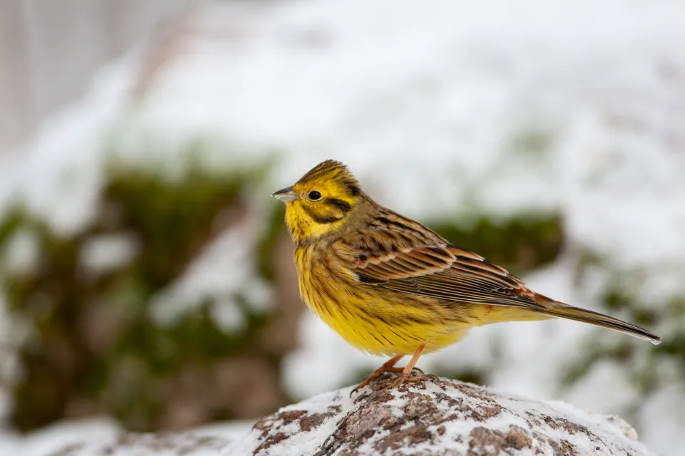Goldammer (Emberiza citrinella) erkennen — Foto, Gesang und Steckbrief der Vogelart aufgenommen in Fanlu Township, Chiayi County, טייוואן 602