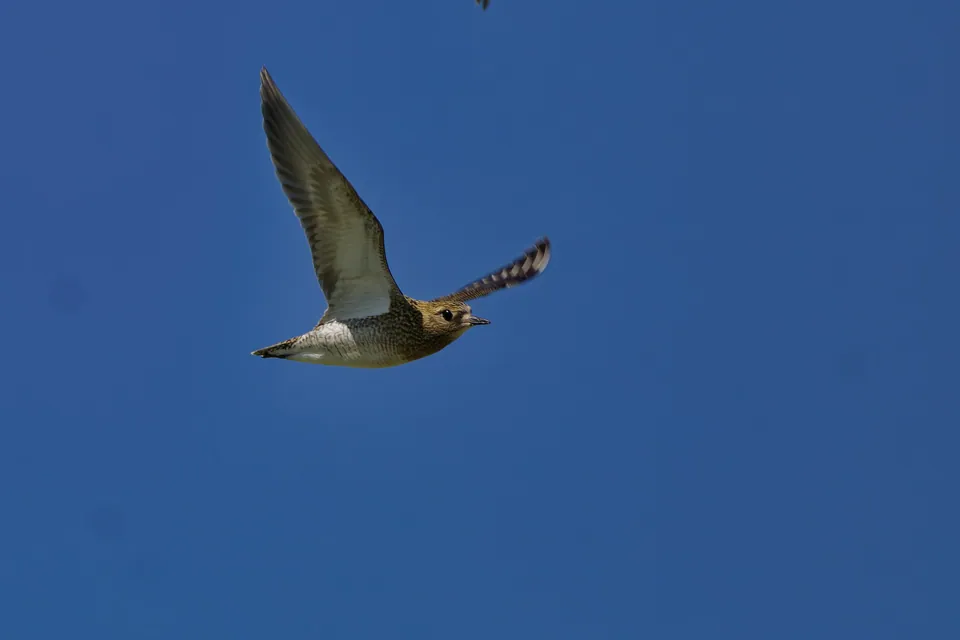Goldregenpfeifer (Pluvialis apricaria) — Aufnahme 2 aufgenommen in Portola Valley, CA, US, mit Informationen zu Merkmalen und Verbreitung