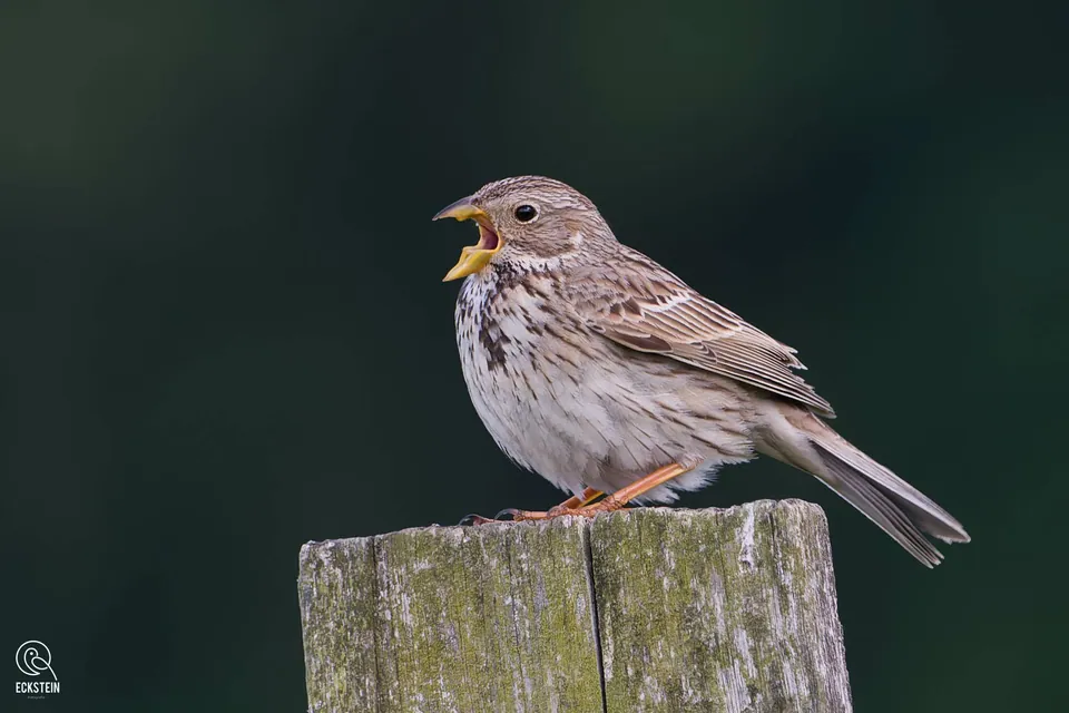 Grauammer (Emberiza calandra) — Aufnahme 2 aufgenommen in Auclair/4937, Québec, QC G2G 1P8, Canada, mit Informationen zu Merkmalen und Verbreitung