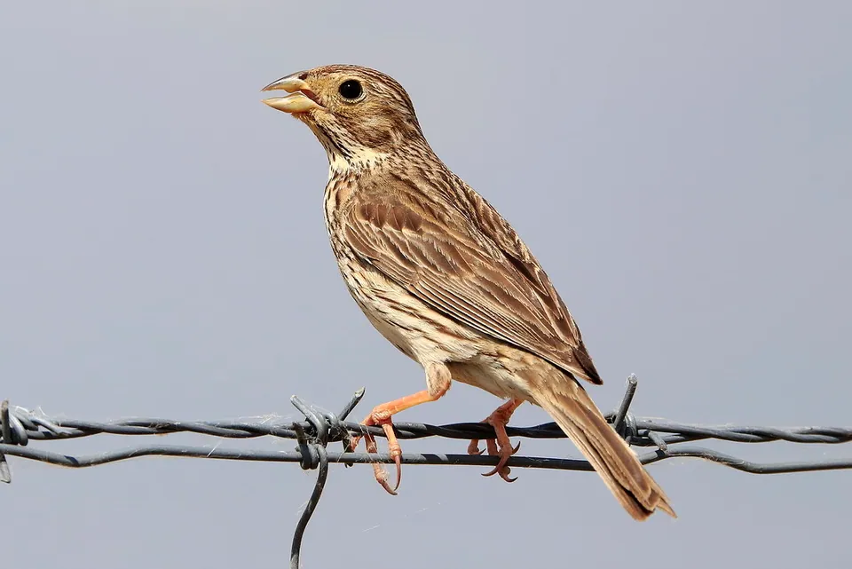 Grauammer (Emberiza calandra) — Aufnahme 3 aufgenommen in 56022 Castelfranco di Sotto PI, Italia, mit Informationen zu Merkmalen und Verbreitung