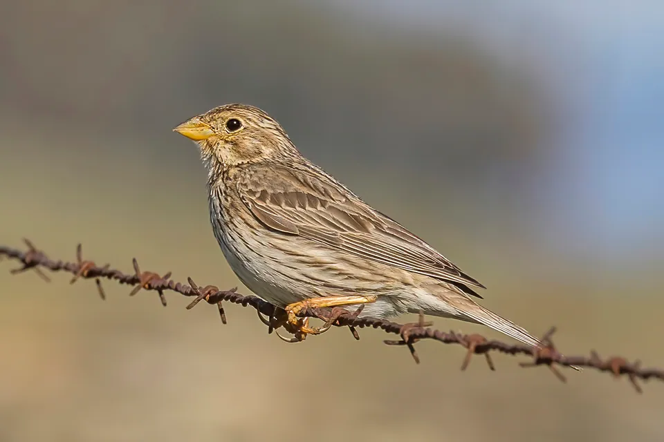 Grauammer (Emberiza calandra) erkennen — Foto, Gesang und Steckbrief der Vogelart aufgenommen in Auclair/4937, Québec, QC G2G 1P8, Canada