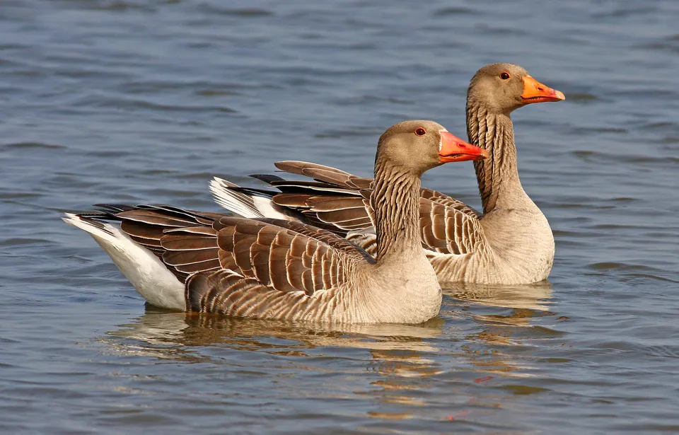 Graugans (Anser anser) erkennen — Foto, Gesang und Steckbrief der Vogelart aufgenommen in Костромской р-н, Костромская обл., Россия