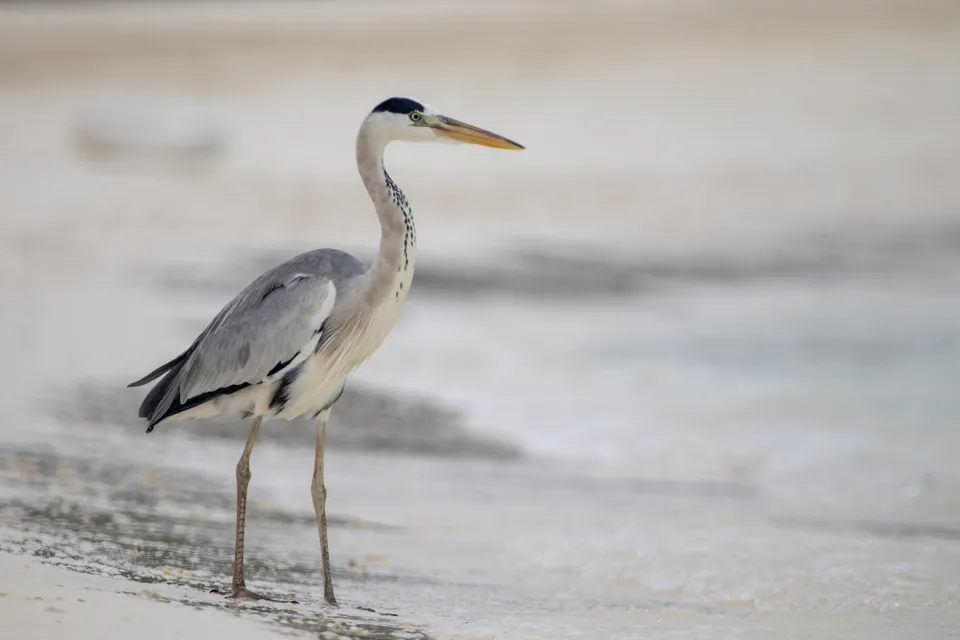Graureiher (Ardea cinerea) — Aufnahme 2 aufgenommen in 01 Dresden-Blasewitz, Deutschland, mit Informationen zu Merkmalen und Verbreitung
