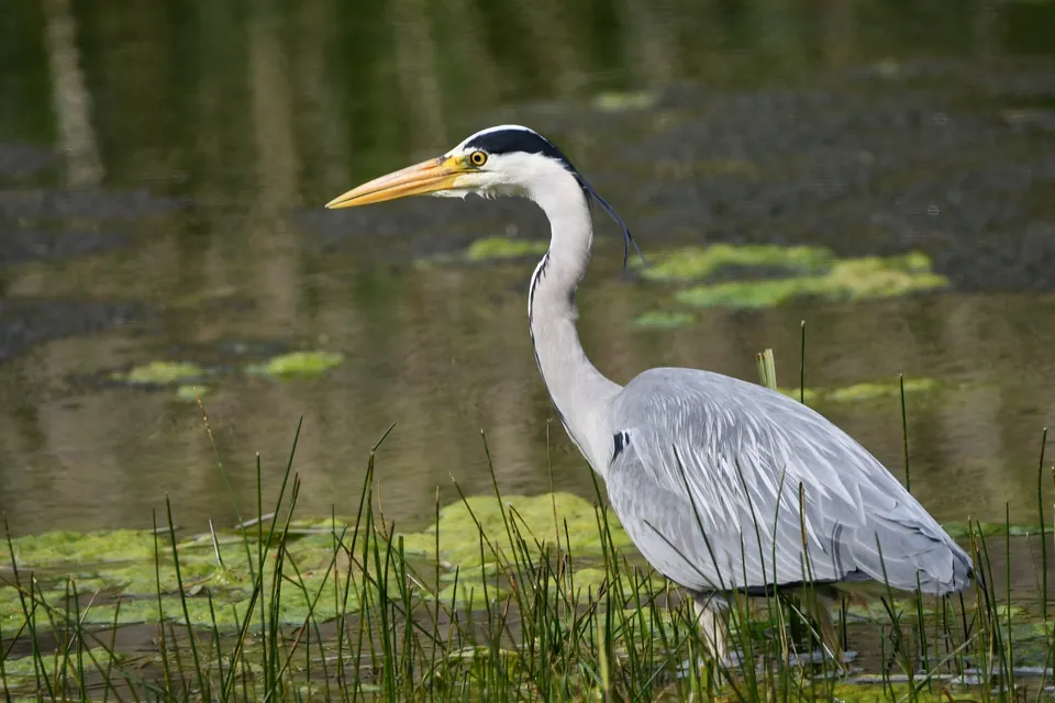 Graureiher (Ardea cinerea) erkennen — Foto, Gesang und Steckbrief der Vogelart aufgenommen in Richmond County, US-VA, US