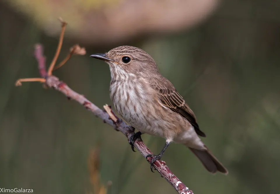 Grauschnäpper (Muscicapa striata) erkennen — Foto, Gesang und Steckbrief der Vogelart aufgenommen in Coach park, Holy Island, Berwick-upon-Tweed TD15 2SX, UK