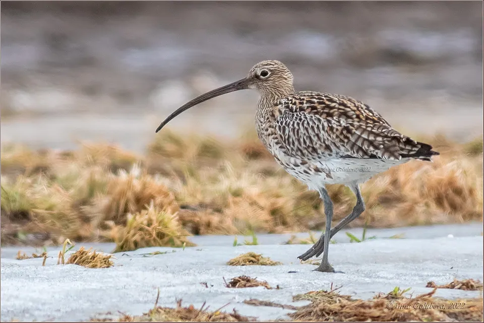 Großer Brachvogel (Numenius arquata) — Aufnahme 2 aufgenommen in United States, mit Informationen zu Merkmalen und Verbreitung