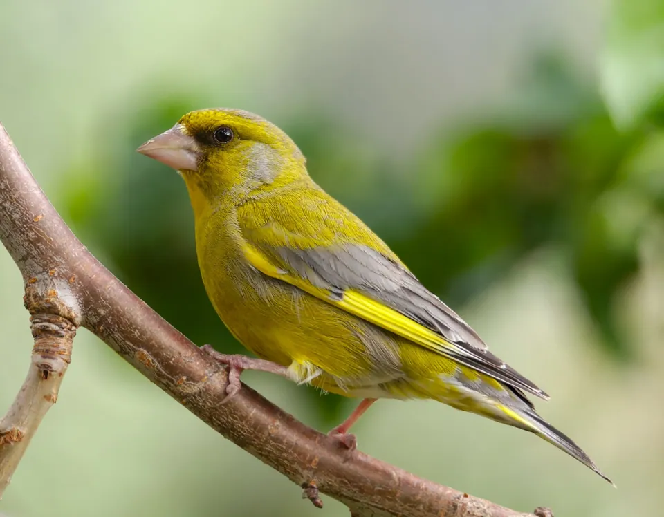Grünfink (Chloris chloris) erkennen — Foto, Gesang und Steckbrief der Vogelart aufgenommen in Pardee Rd, Delancey, NY, US