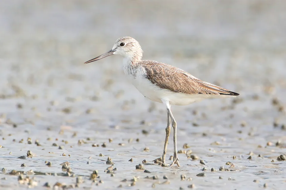 Grünschenkel (Tringa nebularia) — Aufnahme 3, mit Informationen zu Merkmalen und Verbreitung