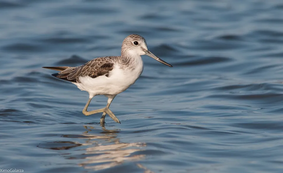 Grünschenkel (Tringa nebularia) erkennen — Foto, Gesang und Steckbrief der Vogelart