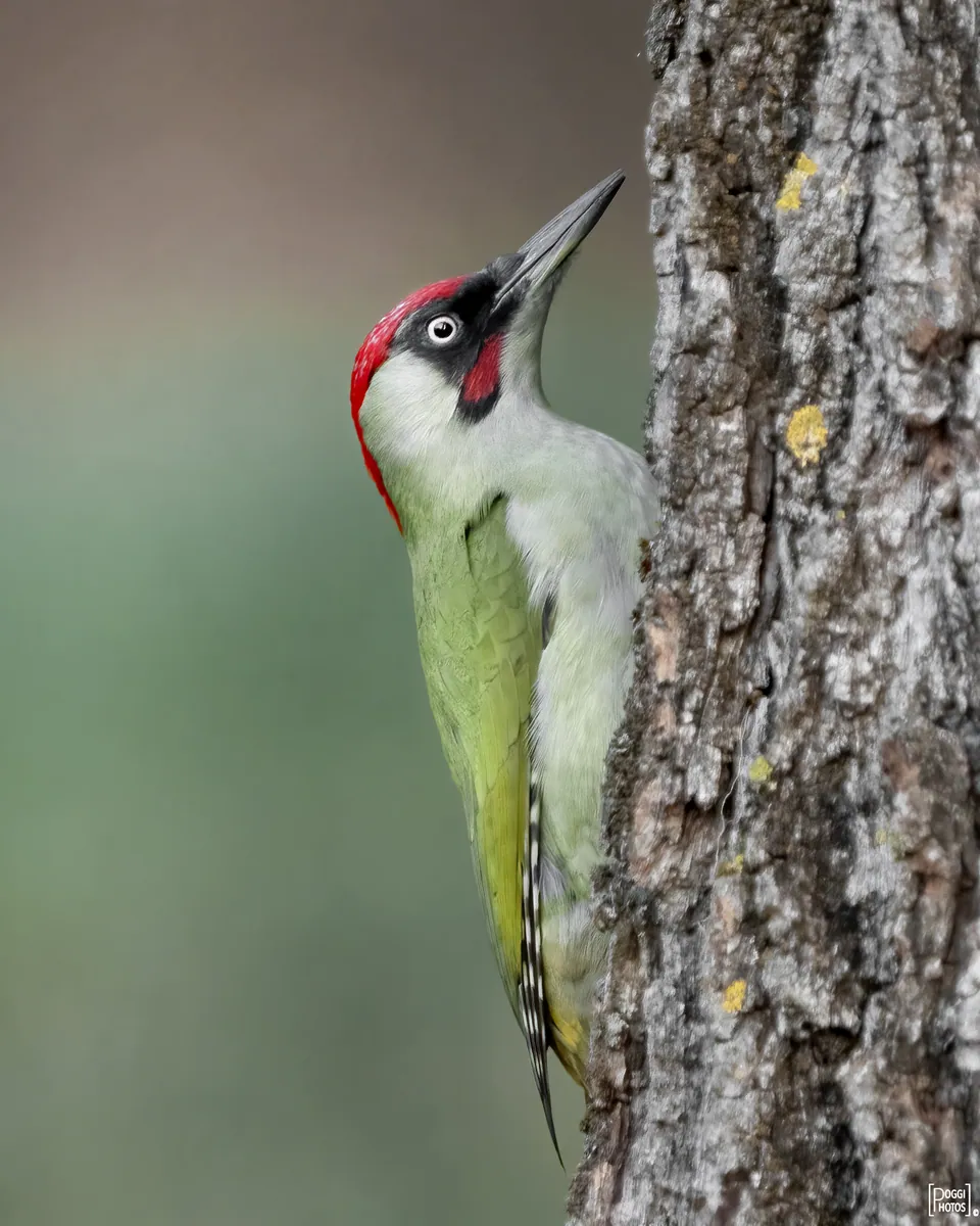 Grünspecht (Picus viridis) erkennen — Foto, Gesang und Steckbrief der Vogelart aufgenommen in Luise-Rodrian-Haus, 55595 Traisen, Deutschland