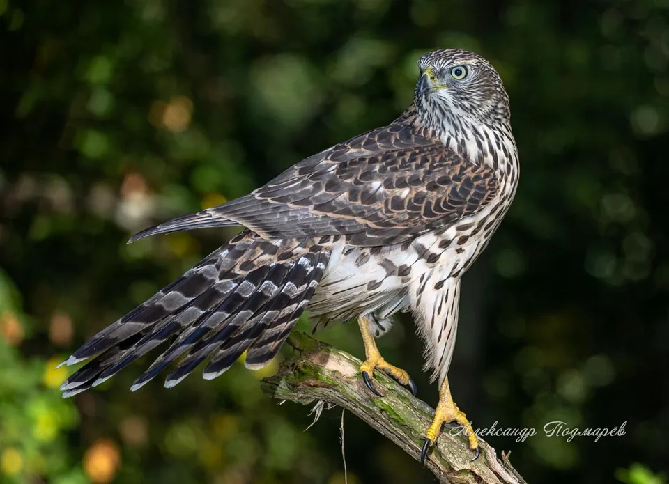 Habicht (Accipiter gentilis) — Aufnahme 2 aufgenommen in Fort Jones, CA, US, mit Informationen zu Merkmalen und Verbreitung