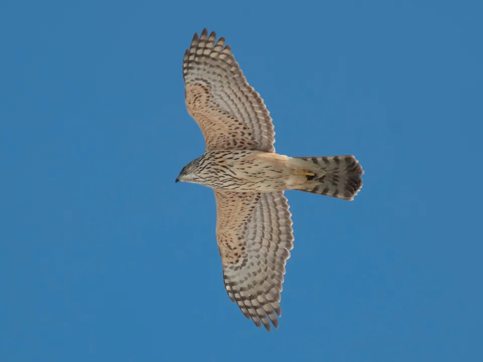 Habicht (Accipiter gentilis) — Aufnahme 3 aufgenommen in Simrishamn, Sverige, mit Informationen zu Merkmalen und Verbreitung
