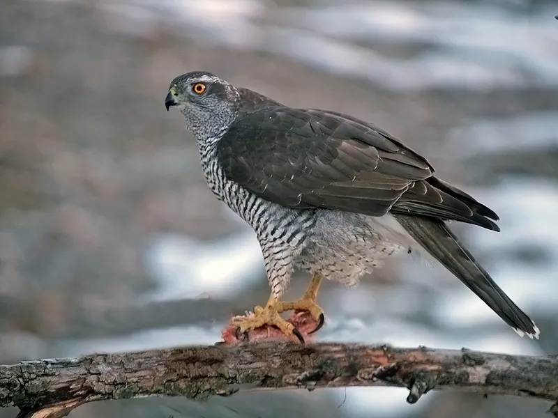 Habicht (Accipiter gentilis) erkennen — Foto, Gesang und Steckbrief der Vogelart aufgenommen in Little Elk Pass Trail, Fort Jones, CA, US