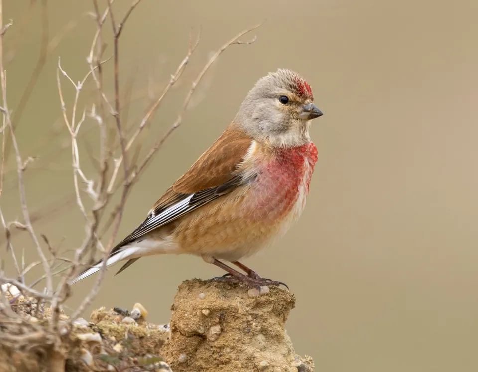 Bluthänfling (Linaria cannabina) erkennen — Foto, Gesang und Steckbrief der Vogelart aufgenommen in Patak, 2648 Magyarország