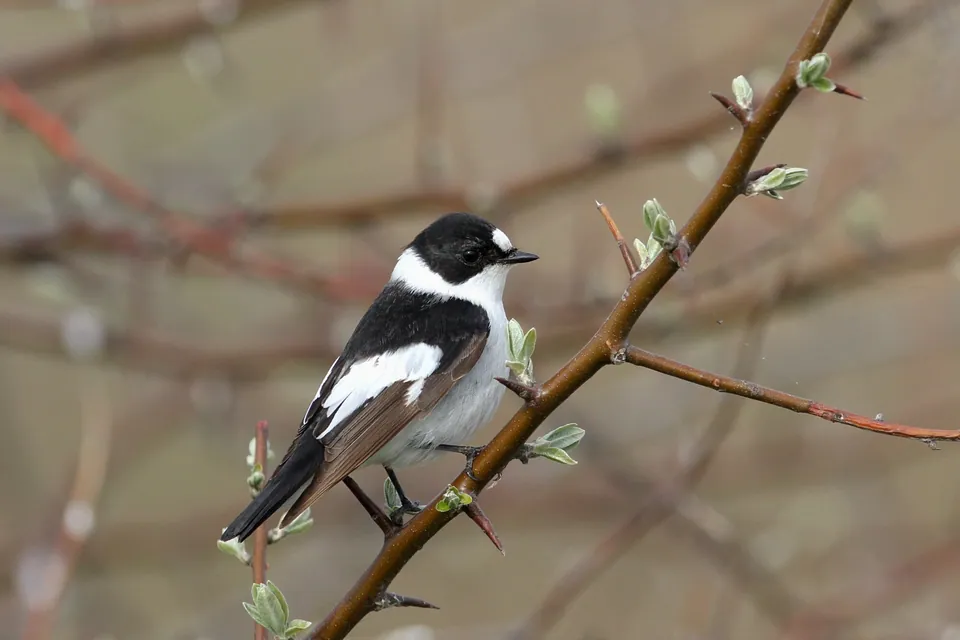 Halsbandschnäpper (Ficedula albicollis) — Aufnahme 2 aufgenommen in Santa Cruz County, US-AZ, US, mit Informationen zu Merkmalen und Verbreitung