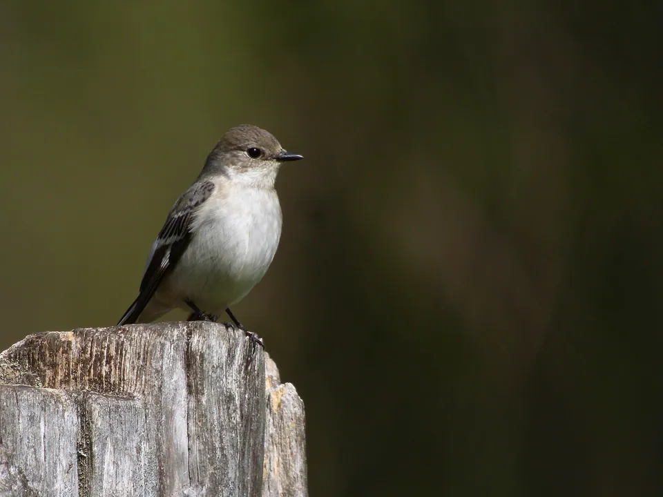 Halsbandschnäpper (Ficedula albicollis) — Aufnahme 3 aufgenommen in Scenic Loop, Louisville, KY, US, mit Informationen zu Merkmalen und Verbreitung