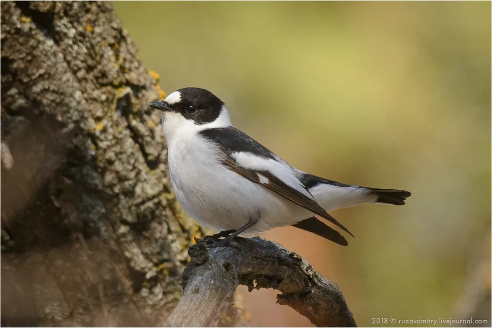 Halsbandschnäpper (Ficedula albicollis) erkennen — Foto, Gesang und Steckbrief der Vogelart aufgenommen in Jahnvägen, Åbo, Egentliga Finland, FI