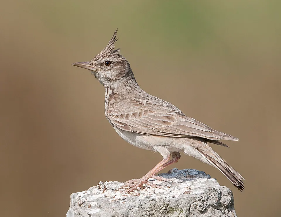 Haubenlerche (Galerida cristata) erkennen — Foto, Gesang und Steckbrief der Vogelart aufgenommen in ул. Берёзовская, Нижний Новгород, Нижегородская обл., Россия, 603157