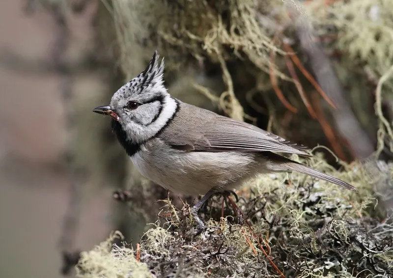 Haubenmeise (Lophophanes cristatus) — Aufnahme 3 aufgenommen in Westmeath, mit Informationen zu Merkmalen und Verbreitung