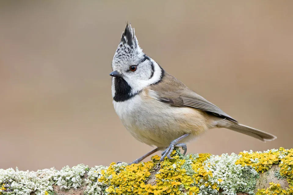 Haubenmeise (Lophophanes cristatus) erkennen — Foto, Gesang und Steckbrief der Vogelart aufgenommen in Williamson County, TX