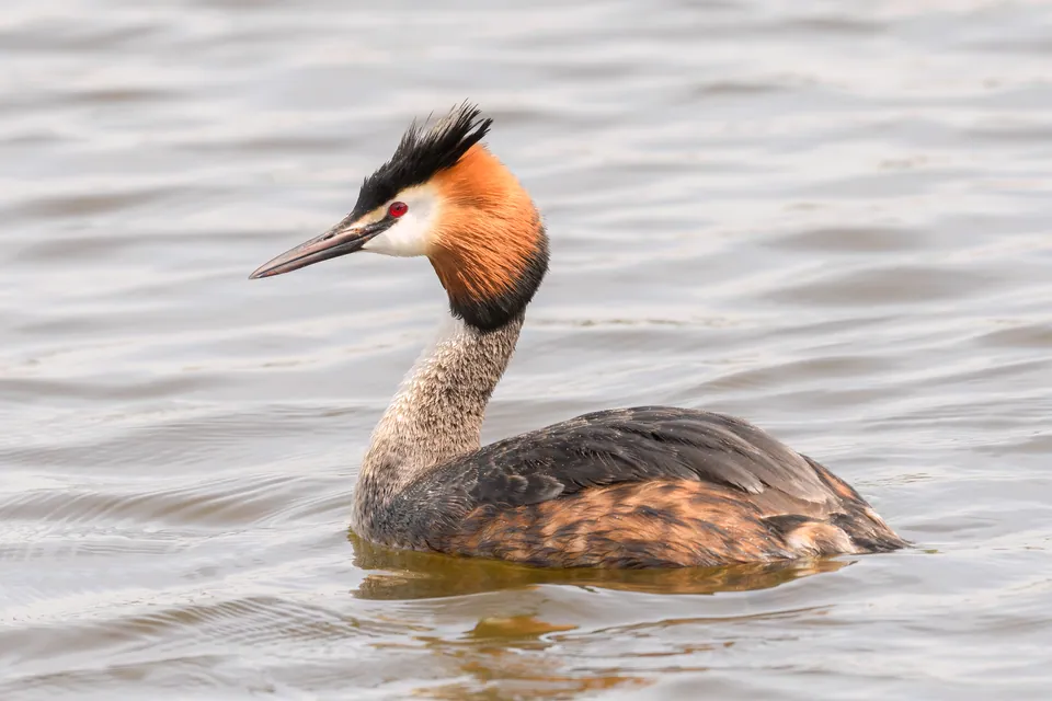 Haubentaucher (Podiceps cristatus) erkennen — Foto, Gesang und Steckbrief der Vogelart aufgenommen in Avenida Paulo Guilguer Reimberg, São Paulo, SP, BR