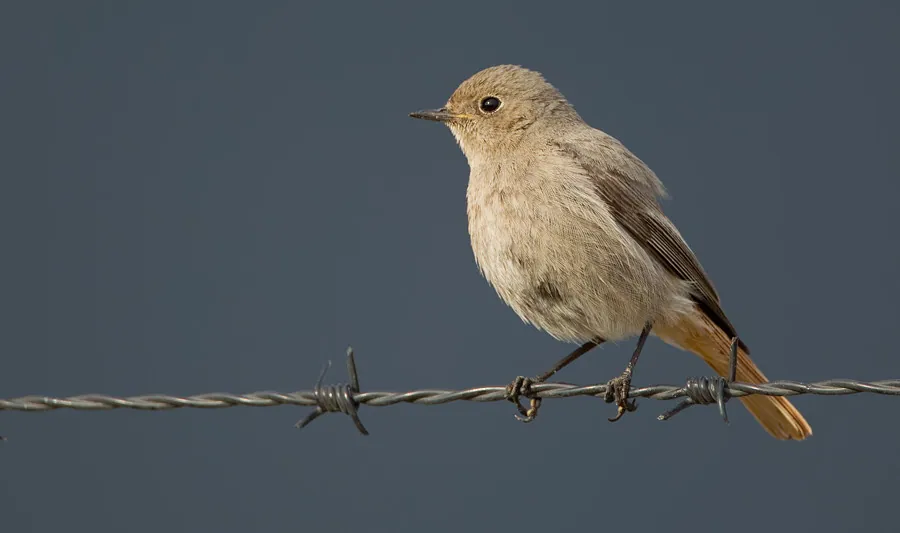 Hausrotschwanz (Phoenicurus ochruros) — Aufnahme 2 aufgenommen in Thalgasmankada Road, Southern Province, LK, mit Informationen zu Merkmalen und Verbreitung