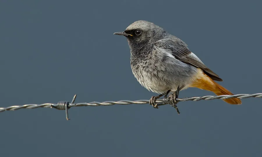 Hausrotschwanz (Phoenicurus ochruros) erkennen — Foto, Gesang und Steckbrief der Vogelart aufgenommen in Medjana, Algérie