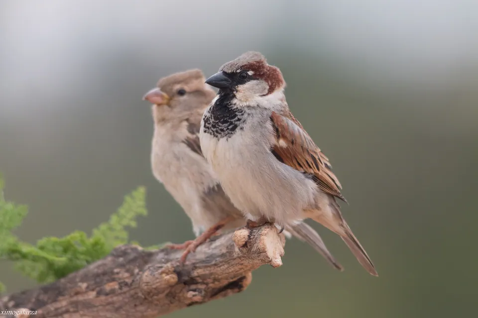 Haussperling (Passer domesticus) erkennen — Foto, Gesang und Steckbrief der Vogelart aufgenommen in Петергоф, Санкт-Петербург, Россия