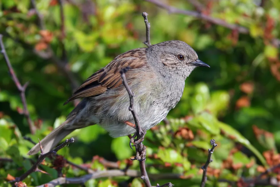 Heckenbraunelle (Prunella modularis) — Aufnahme 2 aufgenommen in Texas, US, mit Informationen zu Merkmalen und Verbreitung
