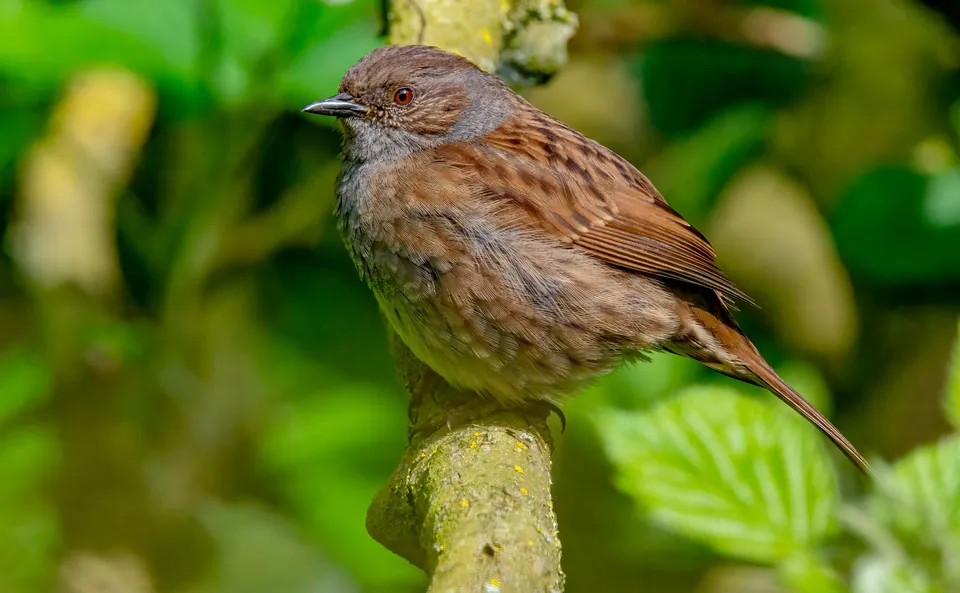 Heckenbraunelle (Prunella modularis) — Aufnahme 3 aufgenommen in 05-800 Pruszków, Polska, mit Informationen zu Merkmalen und Verbreitung