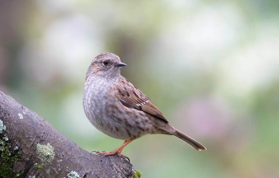 Heckenbraunelle (Prunella modularis) erkennen — Foto, Gesang und Steckbrief der Vogelart aufgenommen in Marion, IA, US