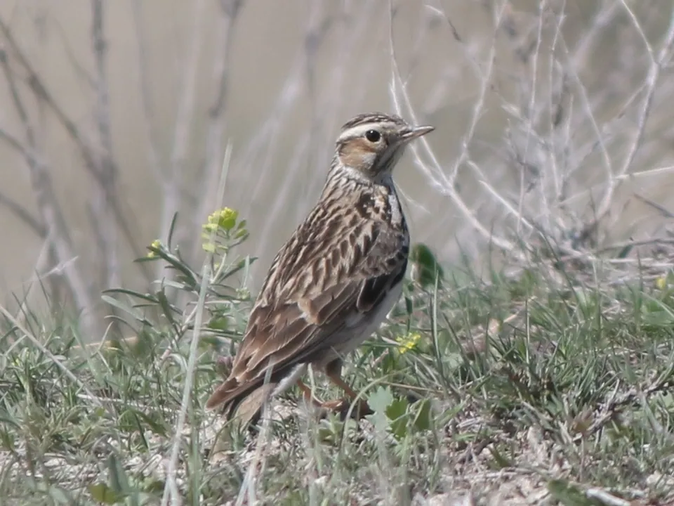 Heidelerche (Lullula arborea) erkennen — Foto, Gesang und Steckbrief der Vogelart aufgenommen in Marne, Champagne-Ardenne, FR