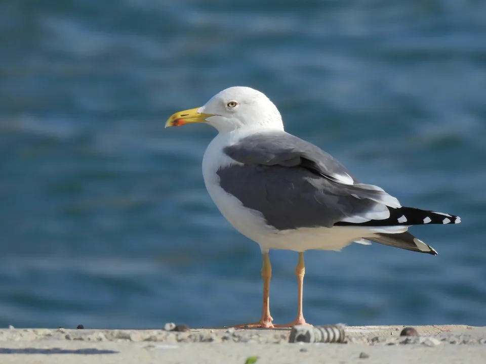 Heringsmöwe (Larus fuscus) — Aufnahme 2 aufgenommen in Hallgarten, 65375 Oestrich-Winkel, Germany, mit Informationen zu Merkmalen und Verbreitung