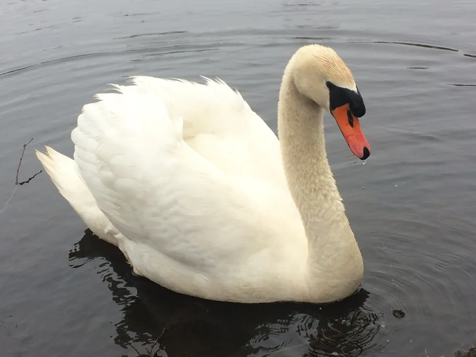 Höckerschwan (Cygnus olor) erkennen — Foto, Gesang und Steckbrief der Vogelart aufgenommen in Jean Moulin, 78470 Saint-Rémy-lès-Chevreuse, France
