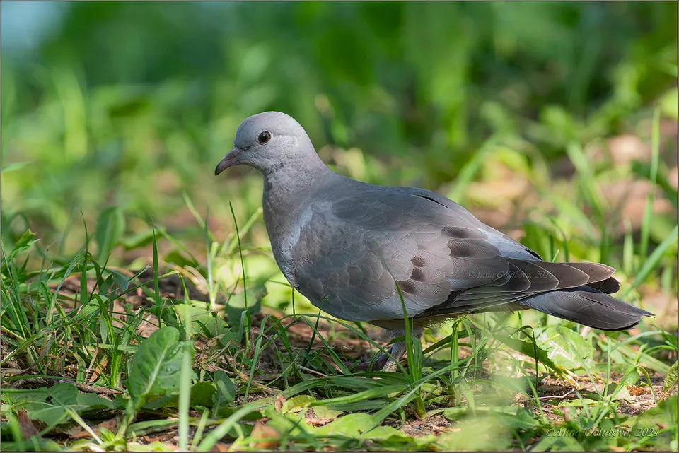 Hohltaube (Columba oenas) — Aufnahme 3 aufgenommen in Moody, TX, US, mit Informationen zu Merkmalen und Verbreitung
