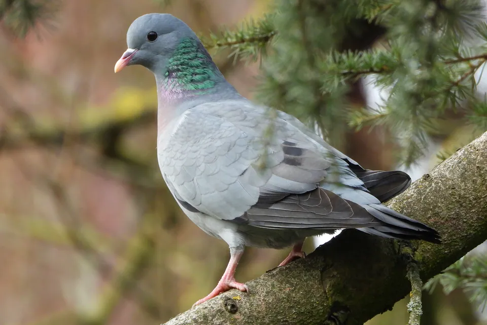 Hohltaube (Columba oenas) erkennen — Foto, Gesang und Steckbrief der Vogelart aufgenommen in Woodfin, NC 28804, USA