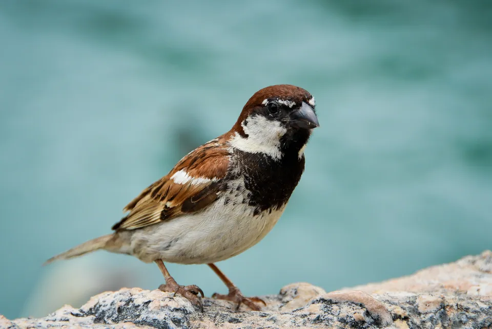 Italiensperling (Passer italiae) — Aufnahme 2 aufgenommen in Sesquicentennial State Park, 9564 Two Notch Rd, Columbia, SC 29223, USA, mit Informationen zu Merkmalen und Verbreitung