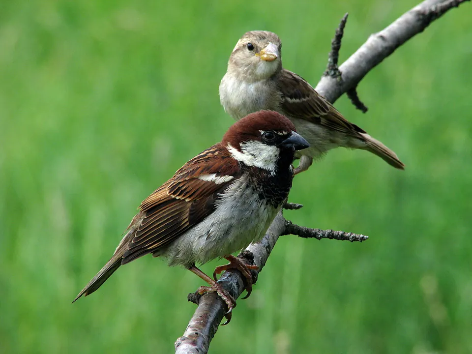 Italiensperling (Passer italiae) erkennen — Foto, Gesang und Steckbrief der Vogelart aufgenommen in 05-800 Pruszków, Polska