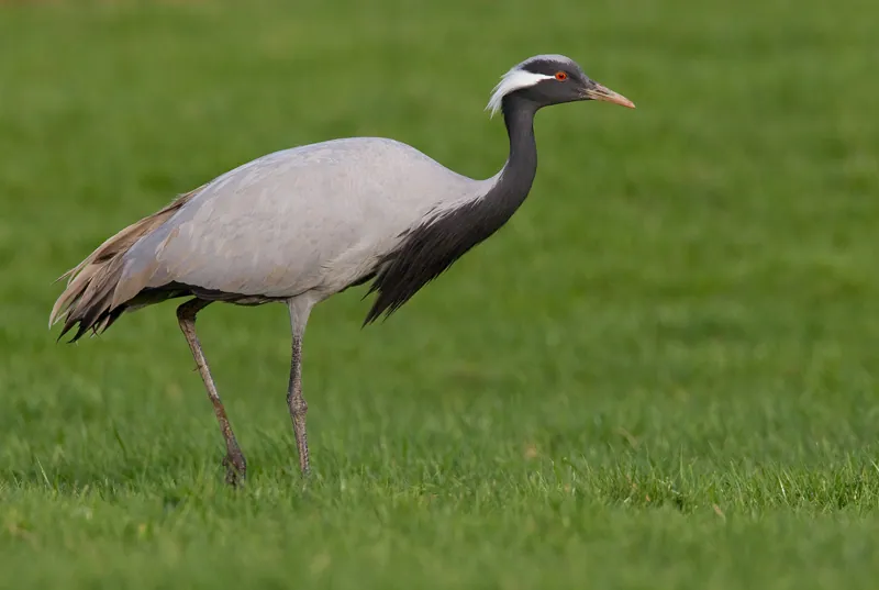 Jungfernkranich (Anthropoides virgo) — Aufnahme 3 aufgenommen in Peterborough, CA-ON, CA, mit Informationen zu Merkmalen und Verbreitung