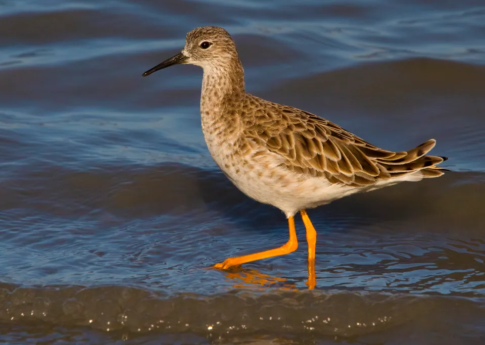 Kampfläufer (Calidris pugnax) — Aufnahme 2 aufgenommen in Via Pisana Staz. Fs Ripafratta, 56017 San Giuliano Terme PI, Italia, mit Informationen zu Merkmalen und Verbreitung
