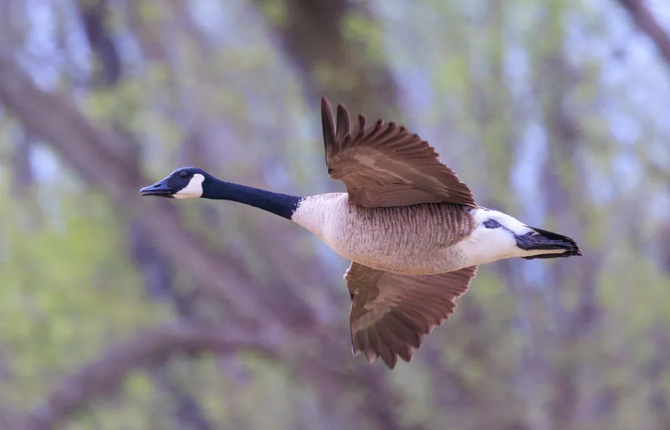 Kanadagans (Branta canadensis) — Aufnahme 2 aufgenommen in San Isidro, Buenos Aires Province, AR, mit Informationen zu Merkmalen und Verbreitung