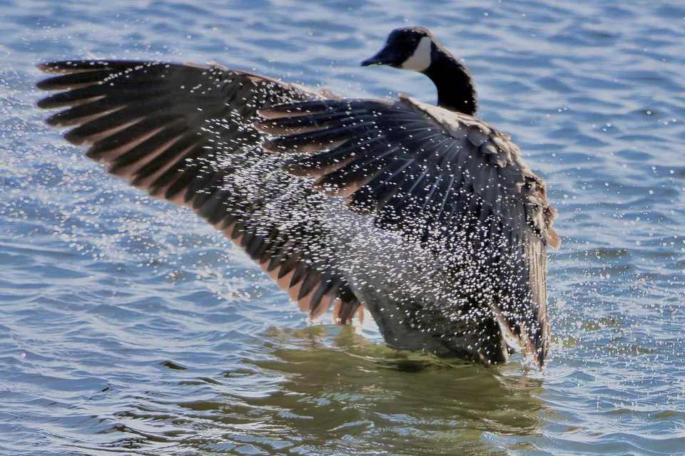 Kanadagans (Branta canadensis) erkennen — Foto, Gesang und Steckbrief der Vogelart aufgenommen in Alafaya, FL 32816, USA