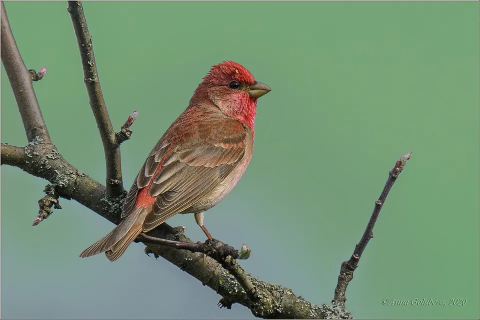 Karmingimpel (Carpodacus erythrinus) — Aufnahme 2 aufgenommen in Avenida Miguel Estefno altura do nº 115 - Jardim Tejereba, Guarujá - SP, 11440-530, Brasil, mit Informationen zu Merkmalen und Verbreitung
