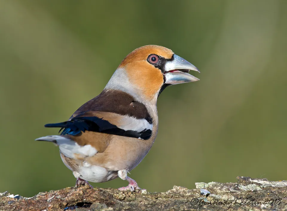 Kernbeißer (Coccothraustes coccothraustes) — Aufnahme 2 aufgenommen in Texarkana, TX 75503, USA, mit Informationen zu Merkmalen und Verbreitung