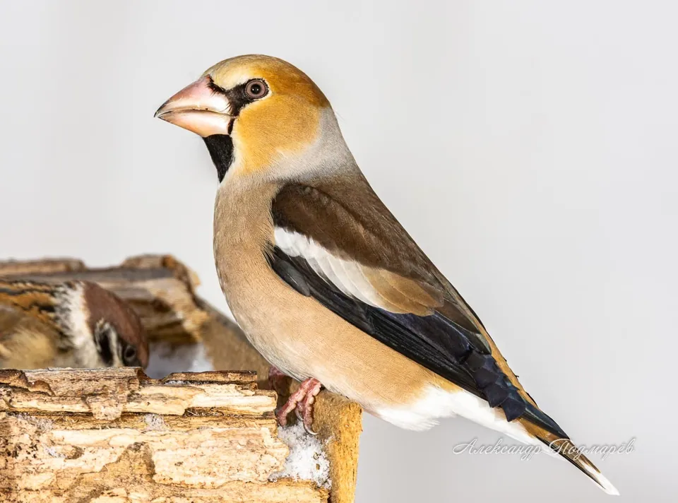 Kernbeißer (Coccothraustes coccothraustes) erkennen — Foto, Gesang und Steckbrief der Vogelart aufgenommen in Calle Pera de la Heliconias, Upala, Alajuela, CR