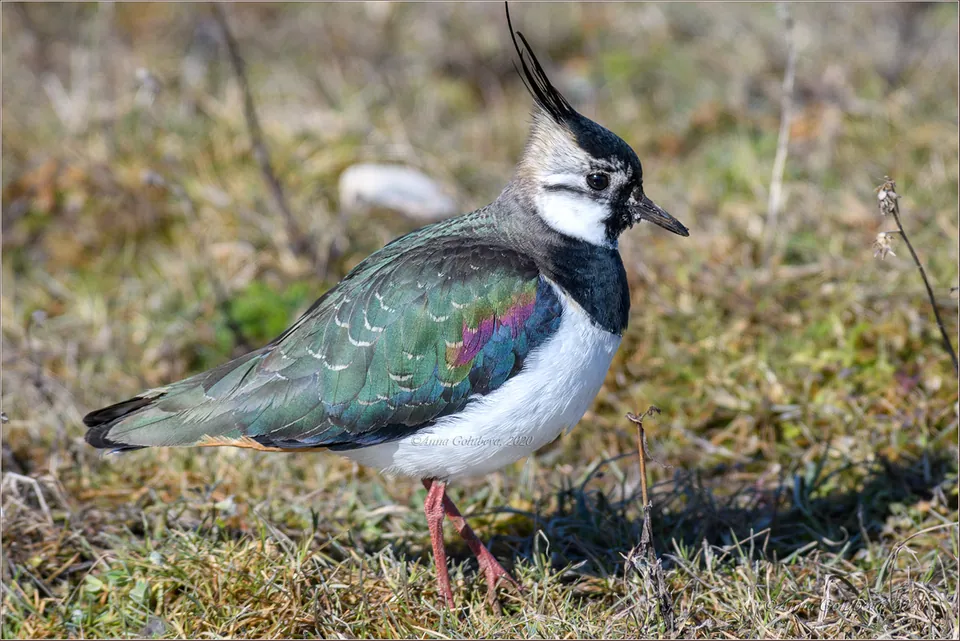 Kiebitz (Vanellus vanellus) — Aufnahme 2 aufgenommen in 87035 Lago CS, Italia, mit Informationen zu Merkmalen und Verbreitung